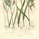 Engraving from 1889 - Large Herbs by A. Pratt - Old Botany