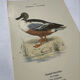 Botanical Plate Engraving of Birds, Naturalist, 19th Century, Double-sided A