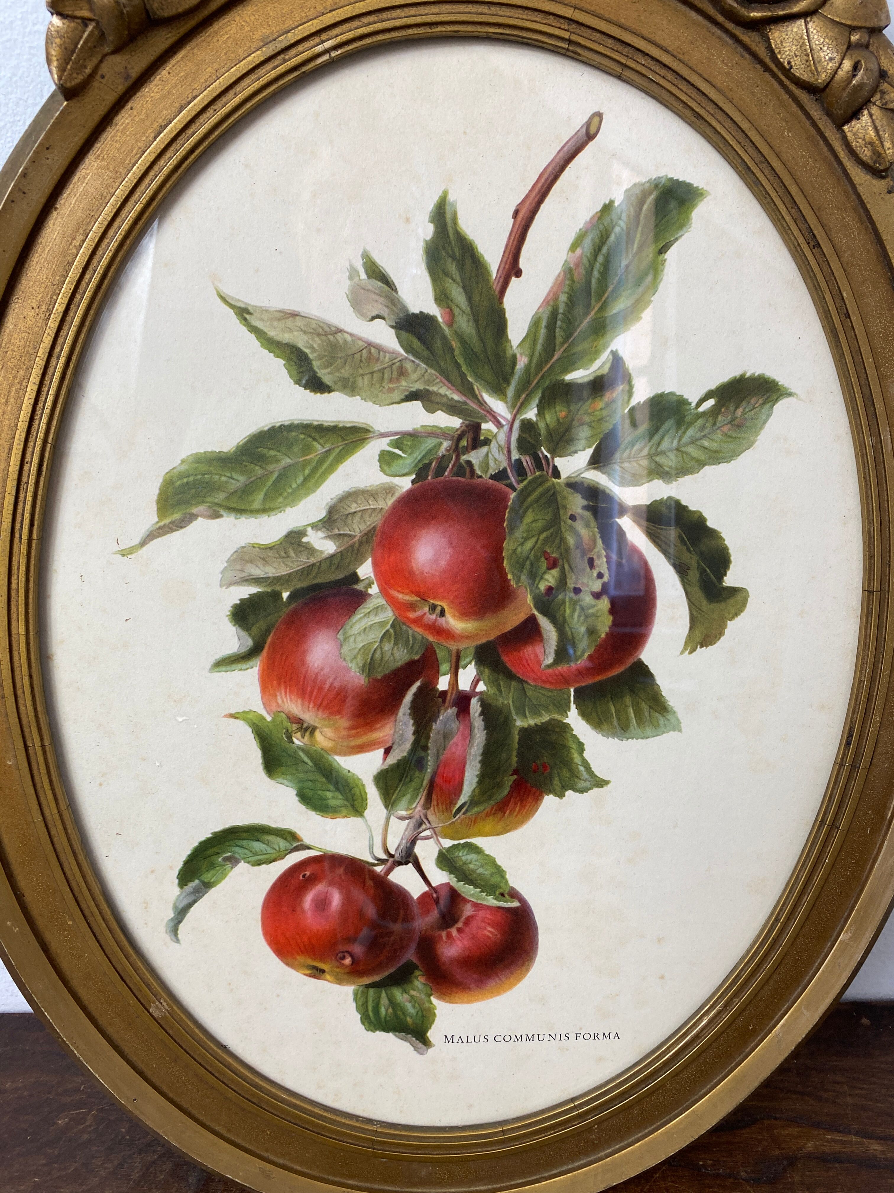Affiche botanique Malus Communis encadrée
