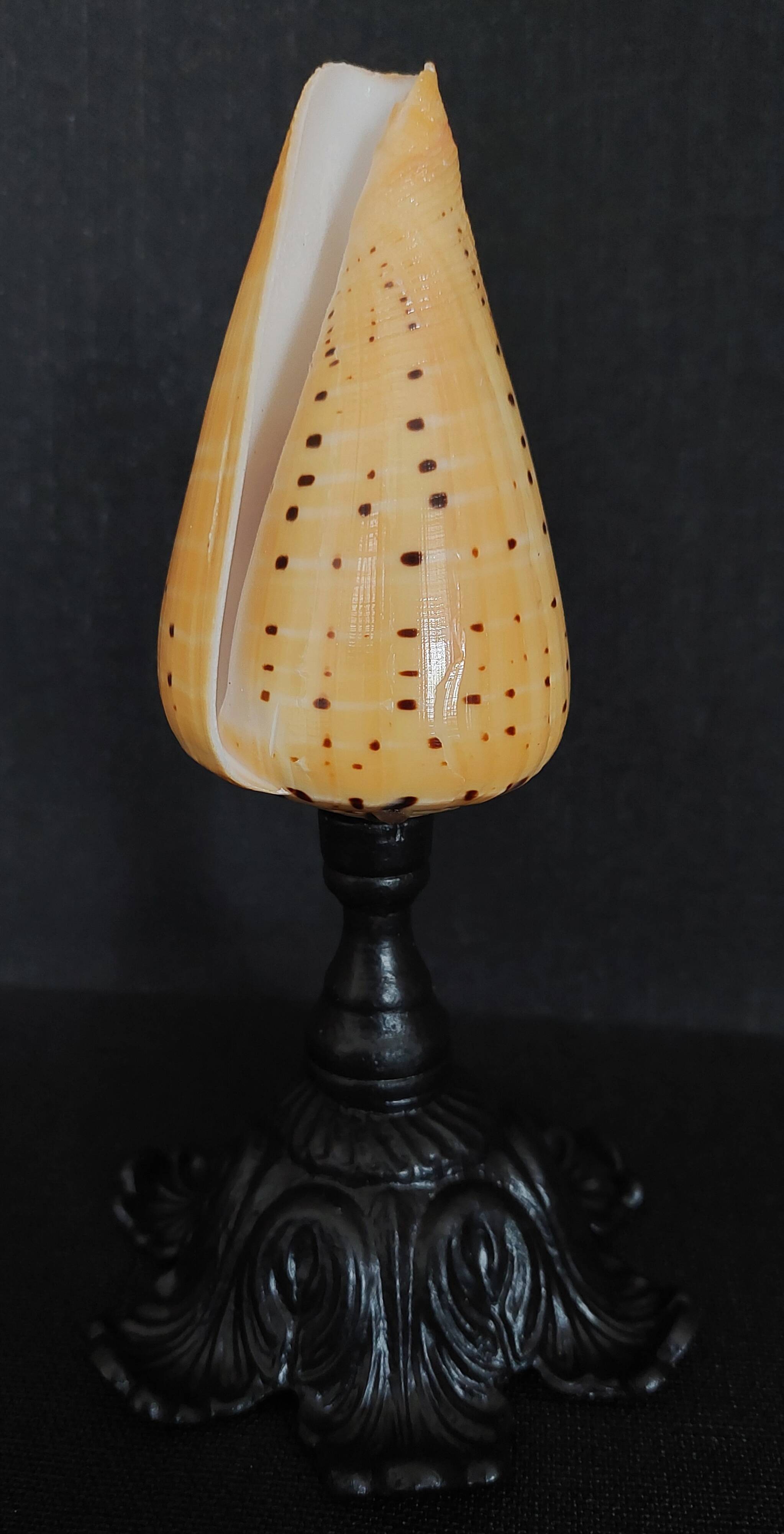 Cabinet of Curiosities conus betulinus shell on base