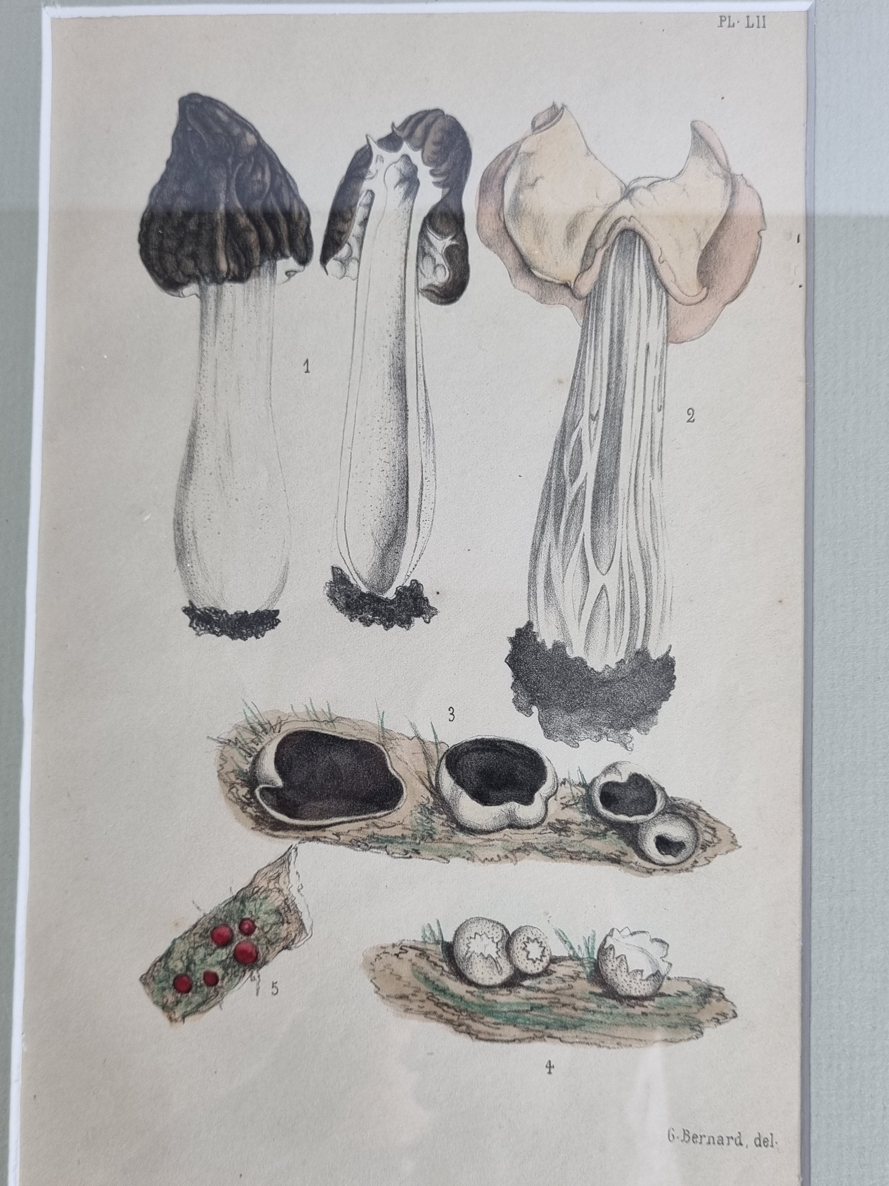 Two old engravings of watercolor mushrooms nineteenth century after G. Bernard