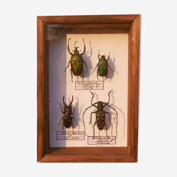 Frame mounted insects