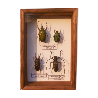 Cadre insectes naturalisés