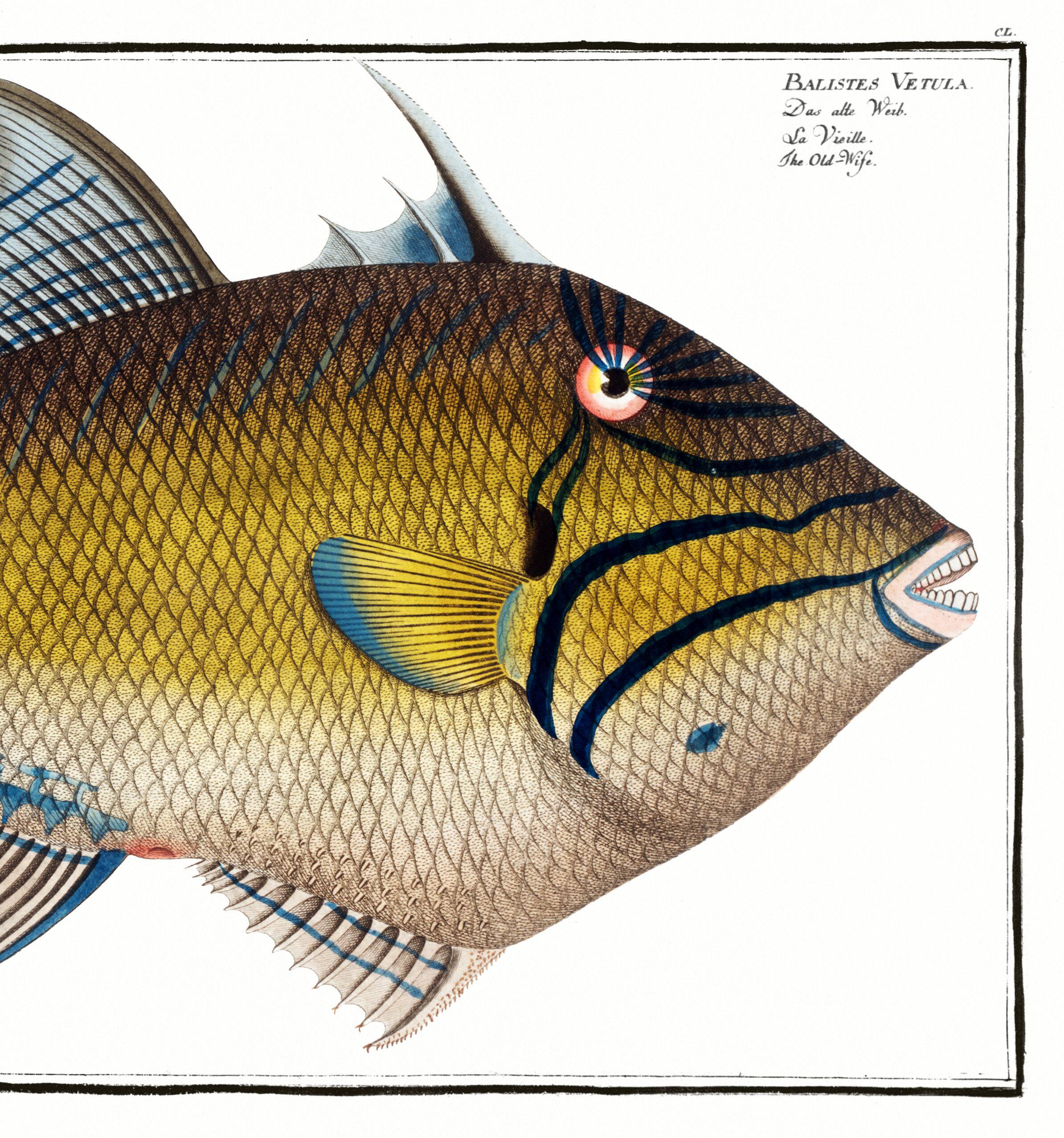 Poster about the Baliste, based on an old engraving from 1746.