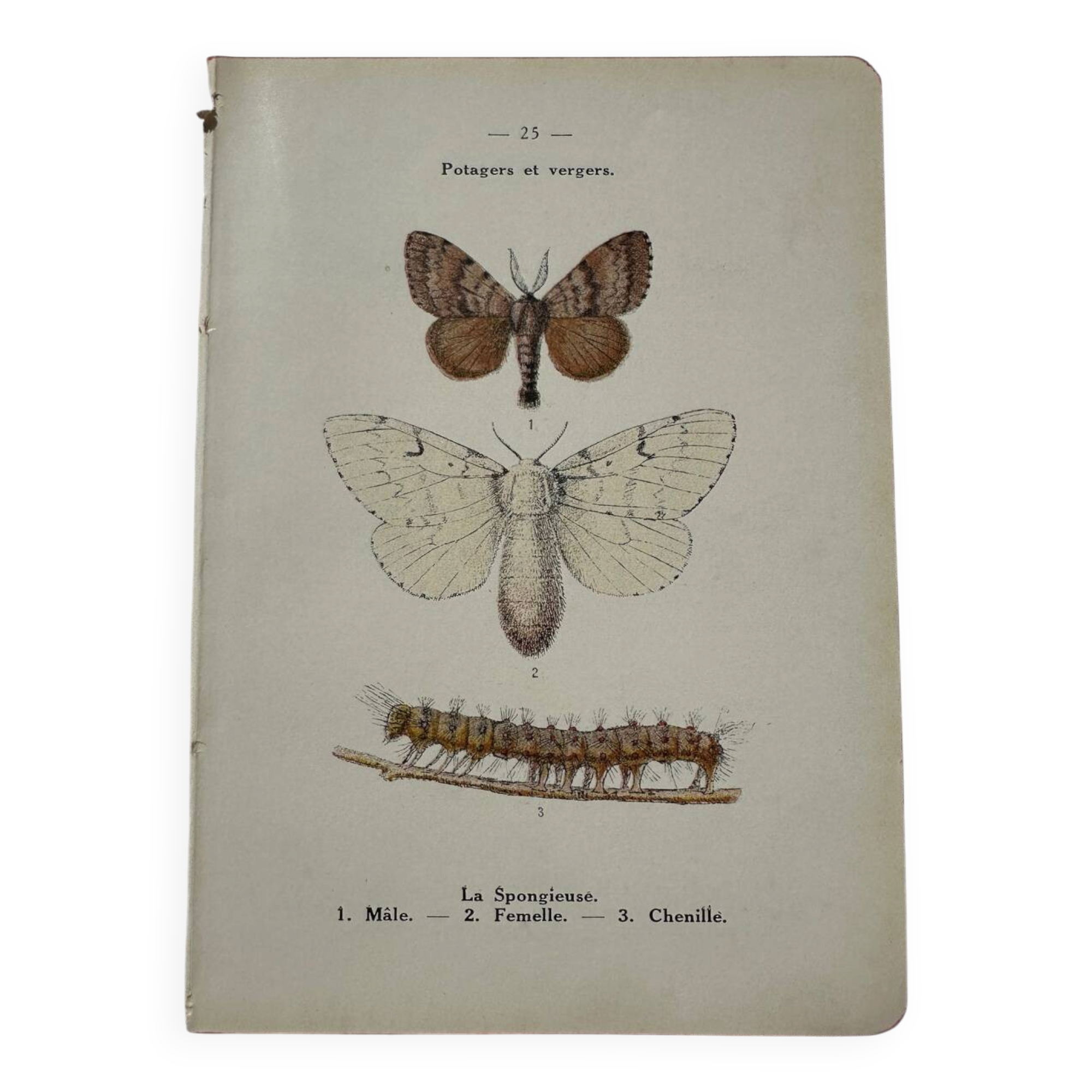 Botanical plate Naturalist engraving old butterfly double-sided