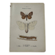 Botanical plate Naturalist engraving old butterfly double-sided