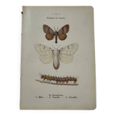 Planche botanique Gravure naturaliste papillon ancien double face