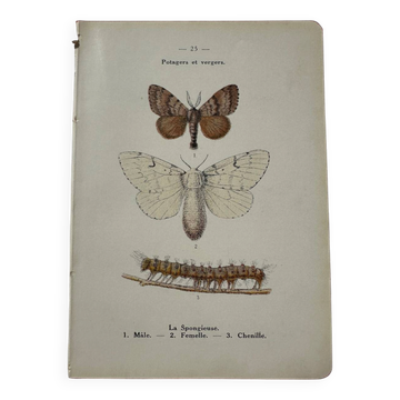 Botanical plate Naturalist engraving old butterfly double-sided