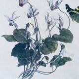 Ancient lithograph framed flower and butterfly