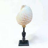 Tonna Galea shell on a turned wooden base, late 19th century curiosities.