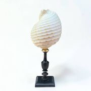 Tonna Galea shell on a turned wooden base, late 19th century curiosities.