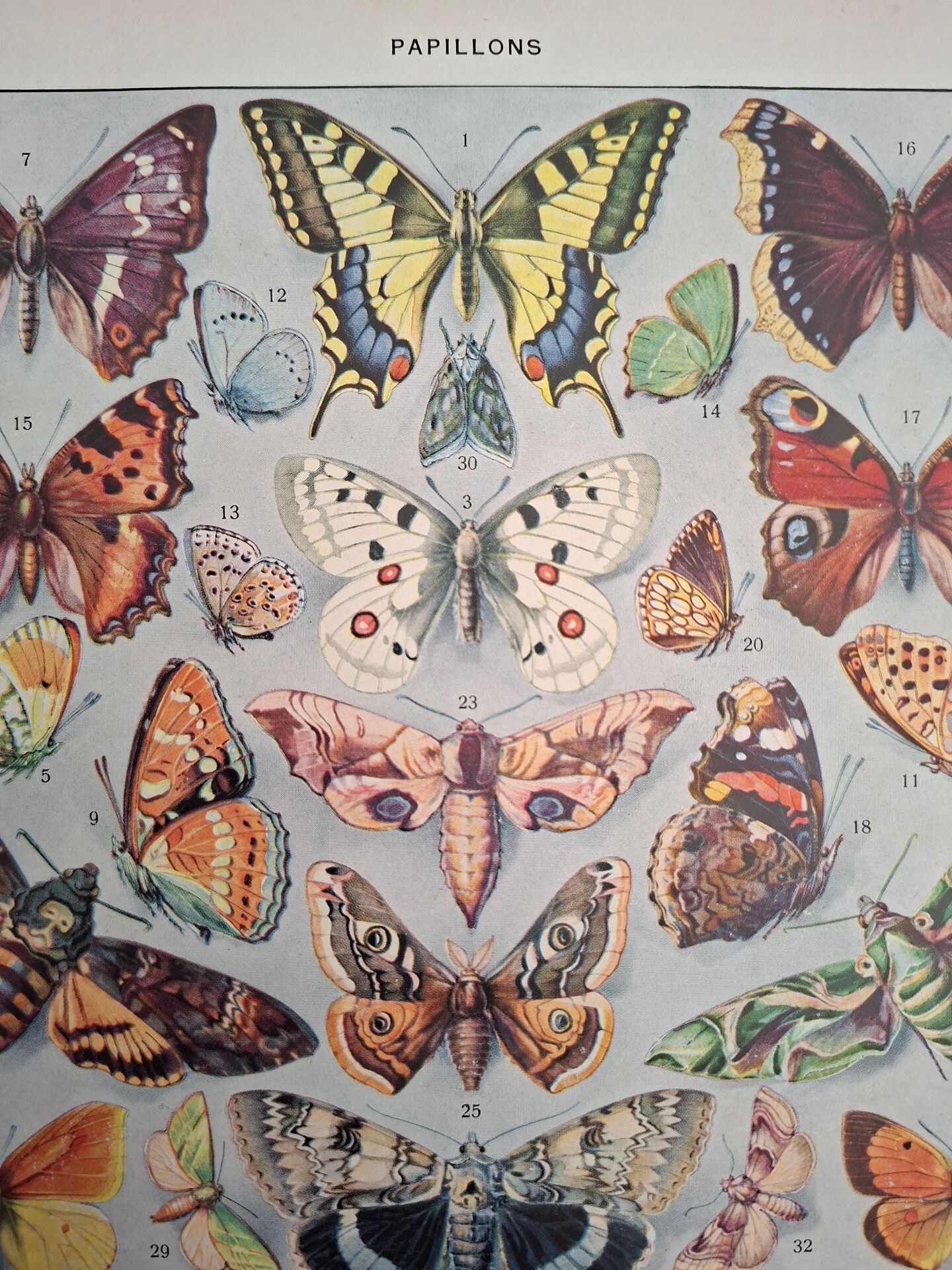 Original plate | Butterflies of Europe 🦋