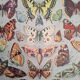 Original plate | Butterflies of Europe 🦋