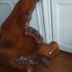 Exotic wood armchair