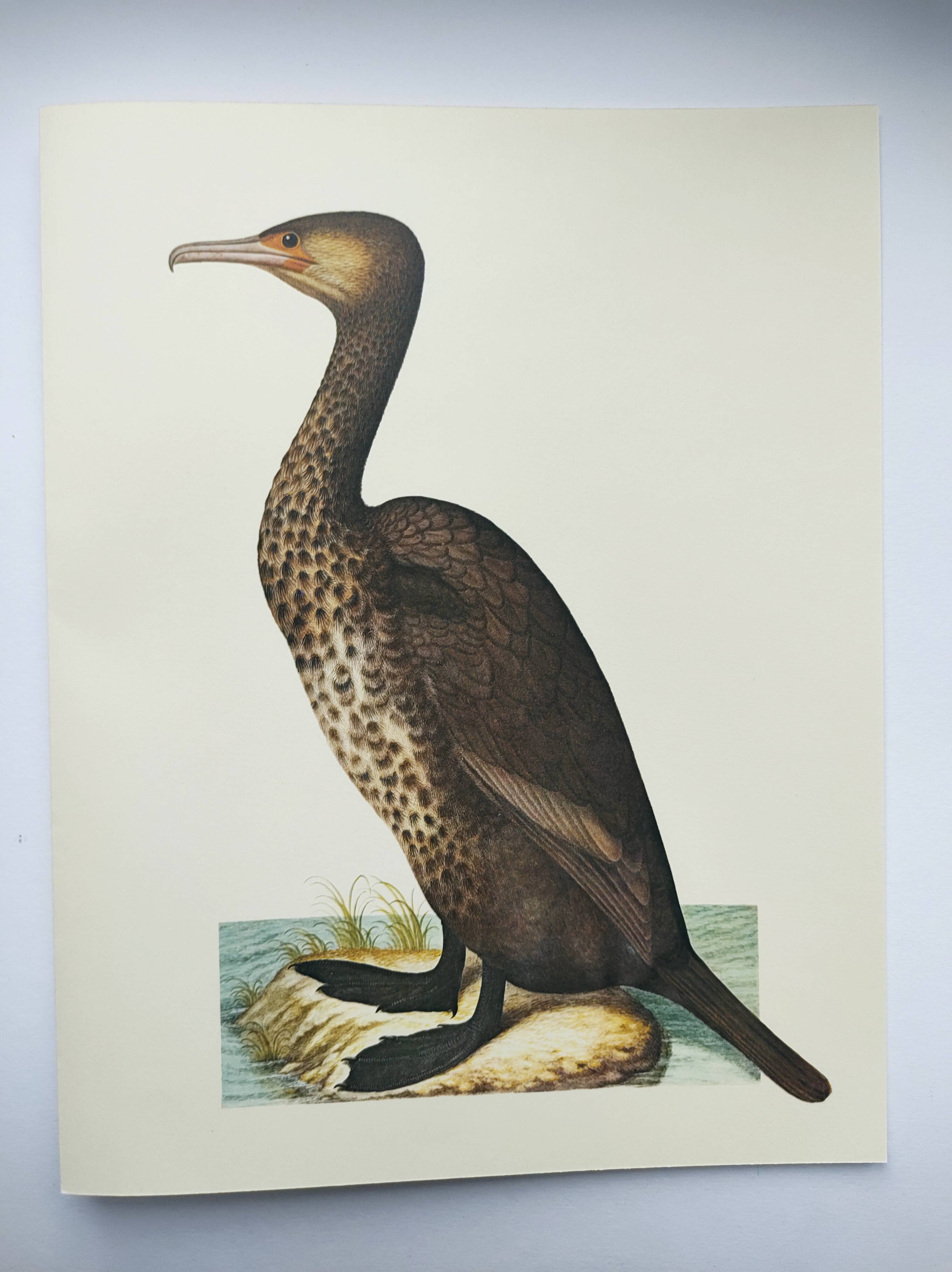 Old board -Great Cormorant- Vintage zoological and ornithological illustration - Bird