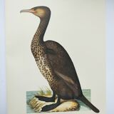 Old board -Great Cormorant- Vintage zoological and ornithological illustration - Bird