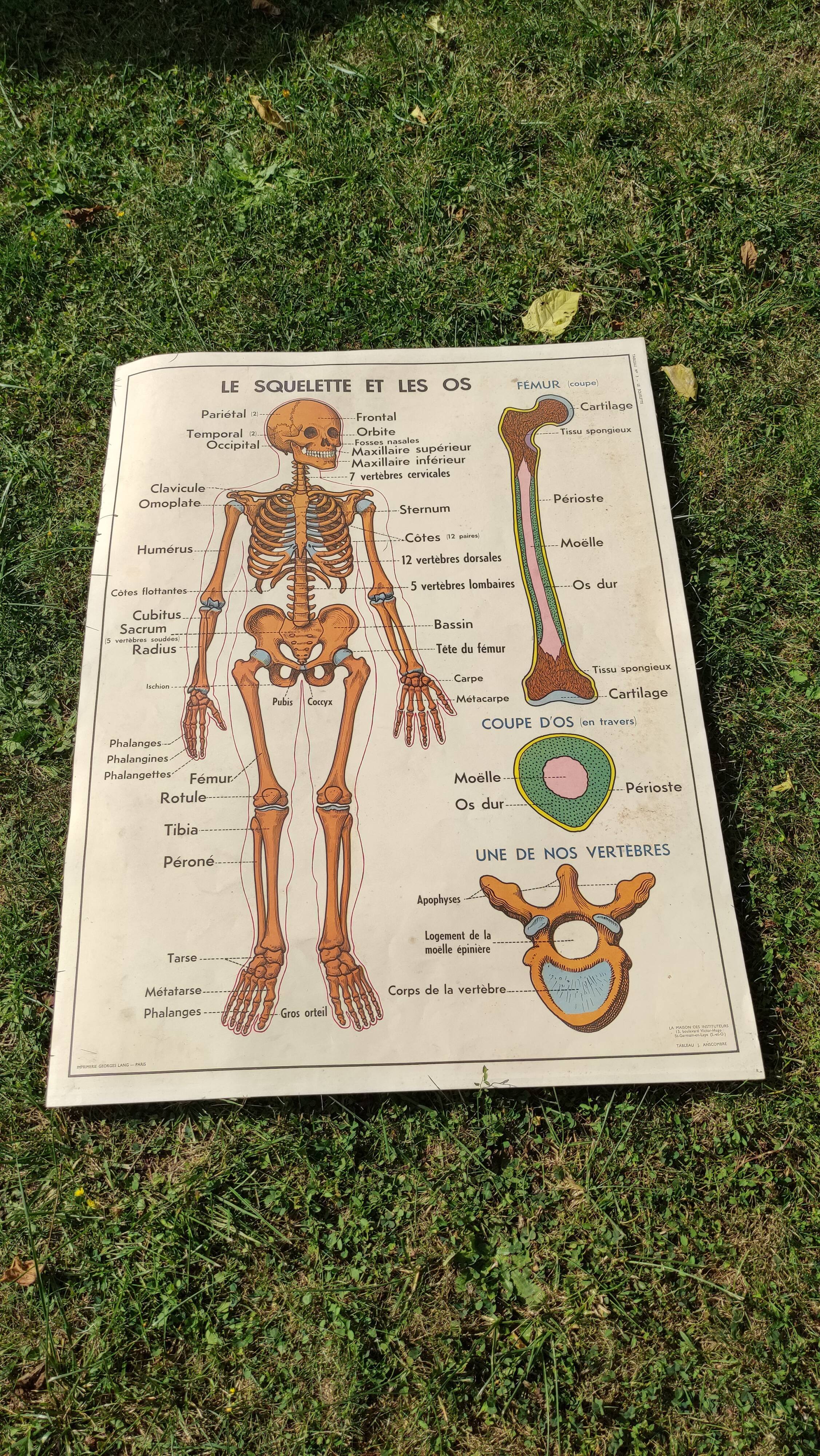 Educational poster on the skeleton and joints
