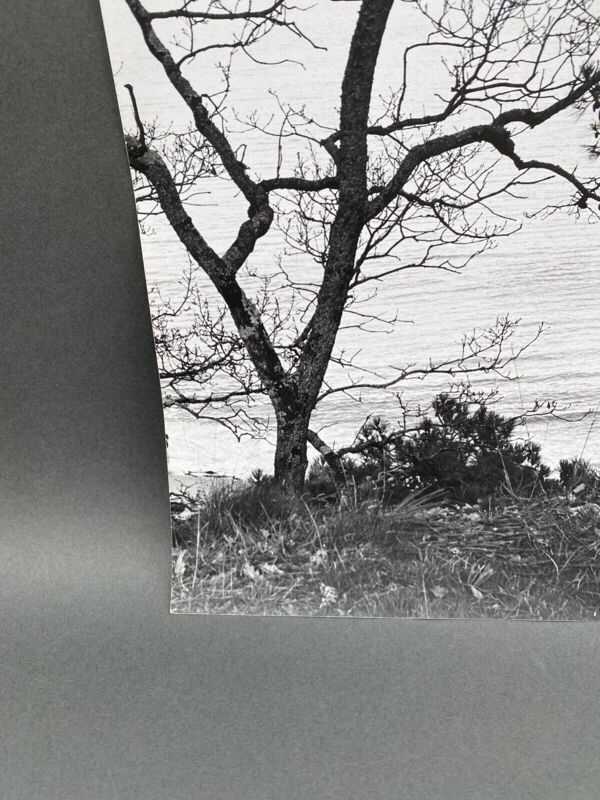 Photographie argentique Bernard Darot Deux arbres au bord de l'eau XXe