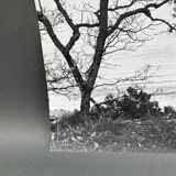 Silver gelatin photograph by Bernard Darot, Two Trees by the Water, 20th century