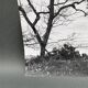 Silver gelatin photograph by Bernard Darot, Two Trees by the Water, 20th century