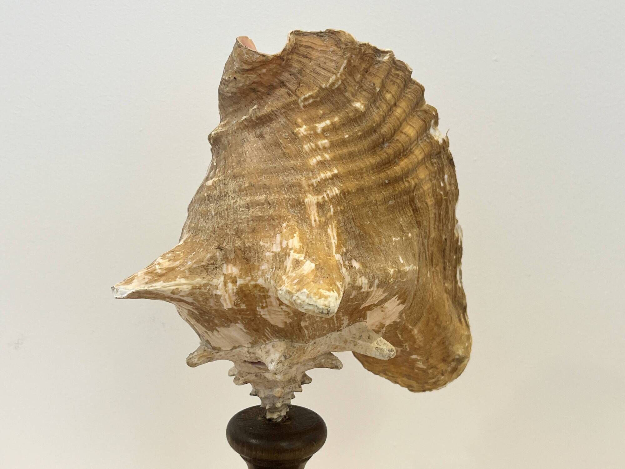 XXL Antique large conch shell on wooden base cabinet of curiosities