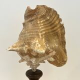 XXL Antique large conch shell on wooden base cabinet of curiosities