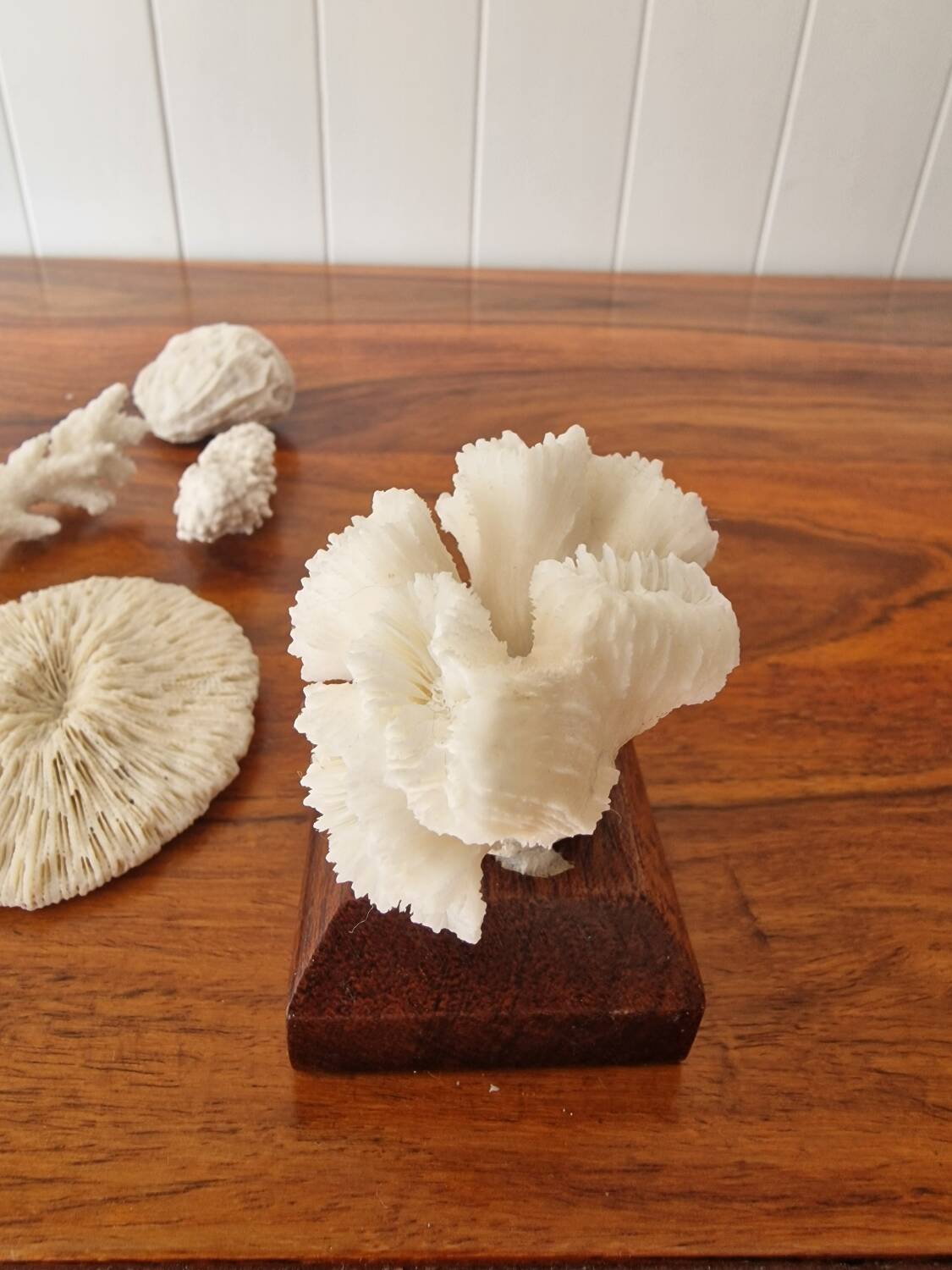 Lot of 5 corals