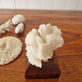 Lot of 5 corals