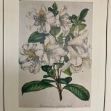 Rhododendron botanical poster