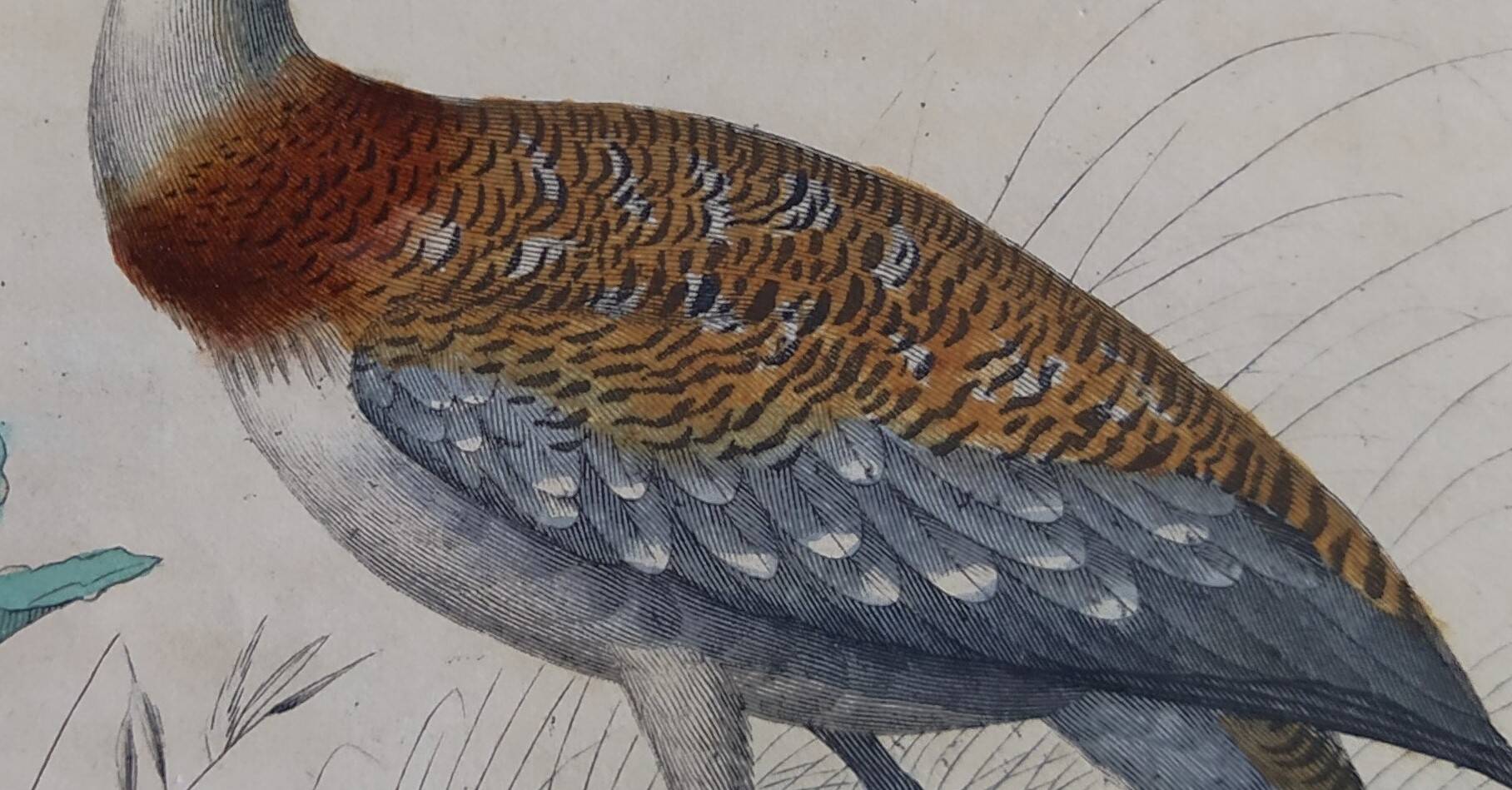 Ornithological Plate Buffon 1838 "Bustard & Little Bustard"