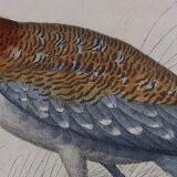 Ornithological Plate Buffon 1838 "Bustard & Little Bustard"