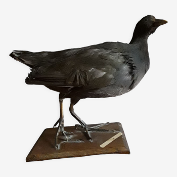 Taxidermie poule d'eau noire