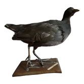Taxidermie poule d'eau noire