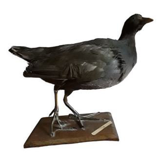 Taxidermie poule d'eau noire