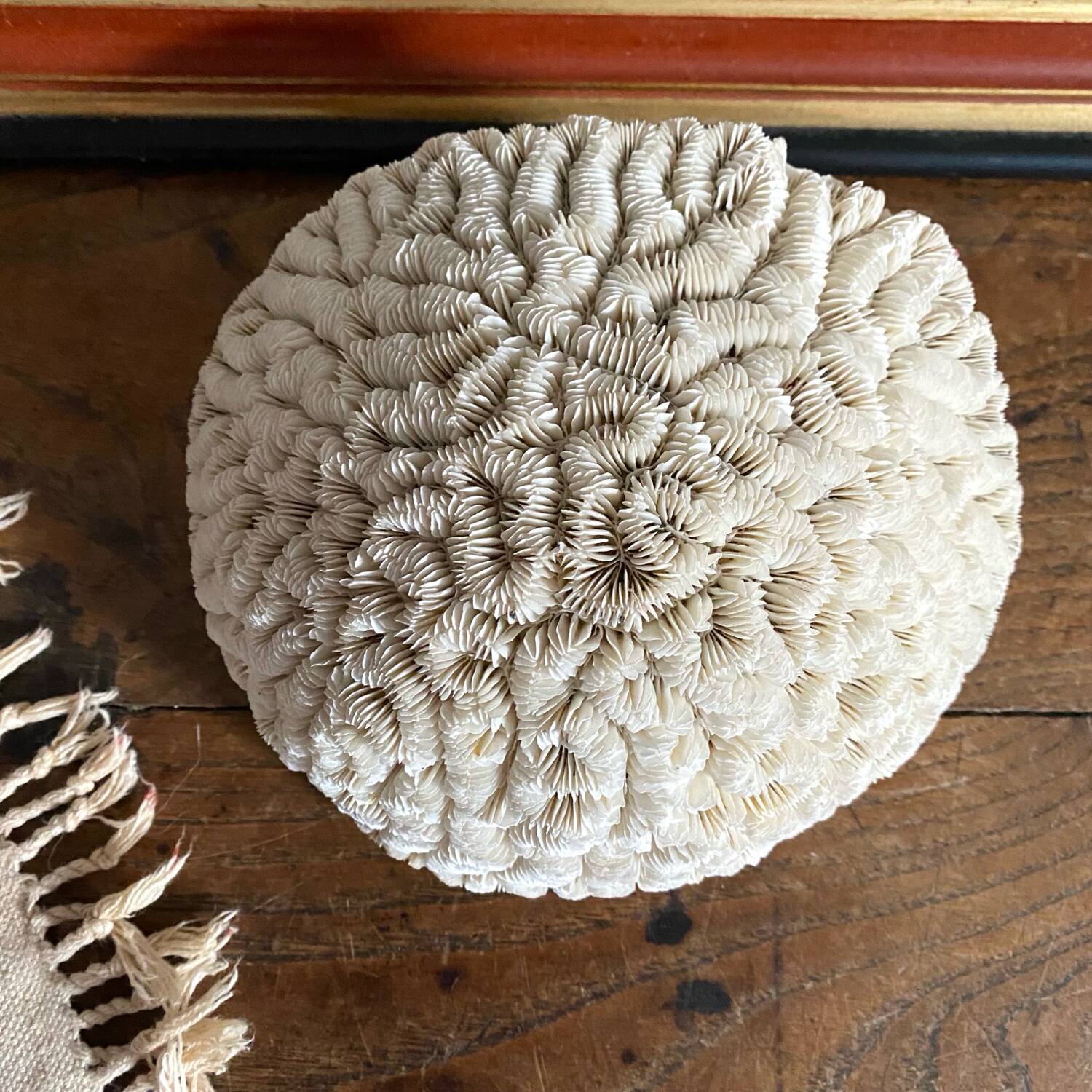 Maze coral or brain coral