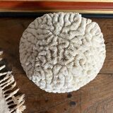 Maze coral or brain coral