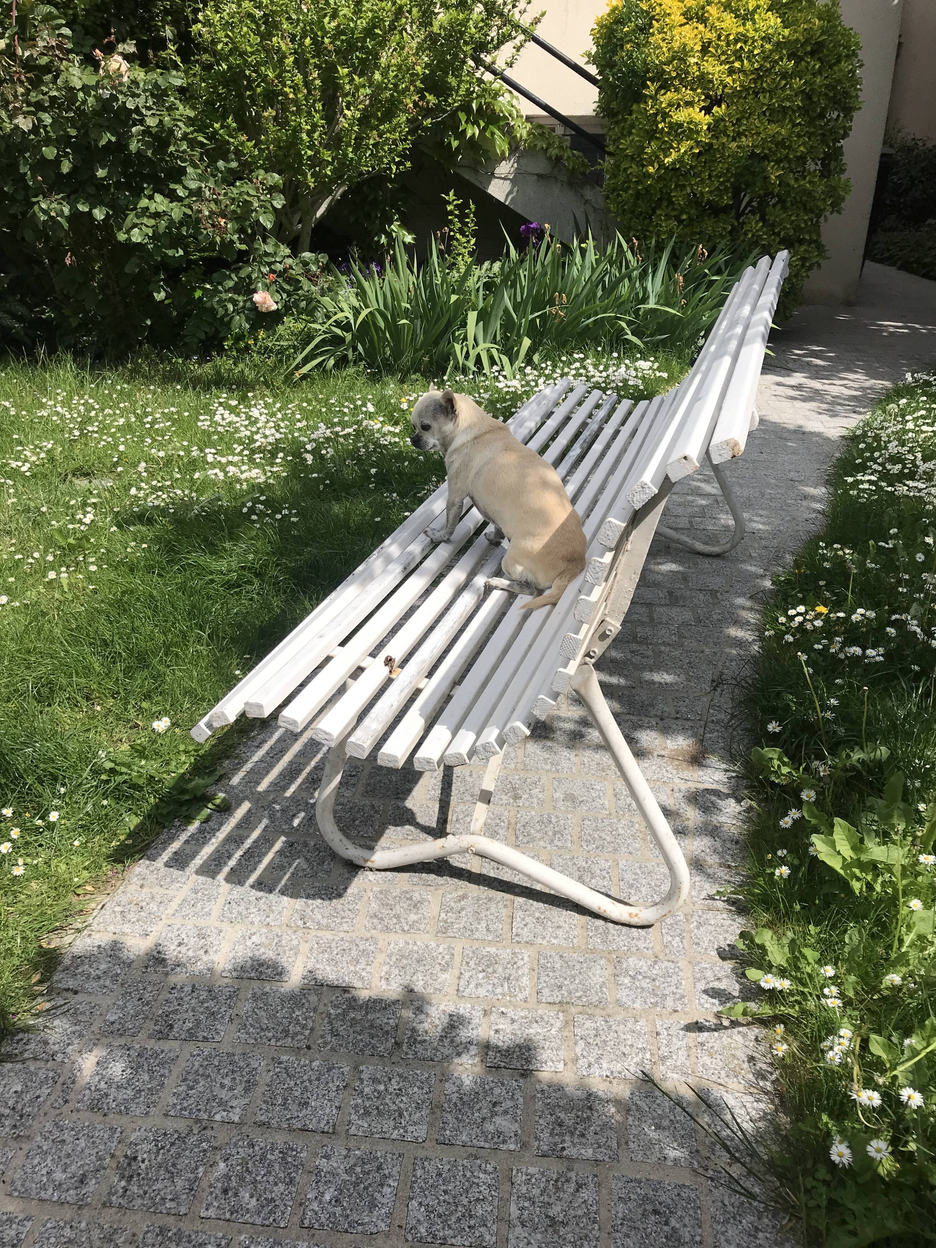 White metal Garden Bench and wooden slats 1970