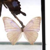 Display case with two butterflies, 1970s