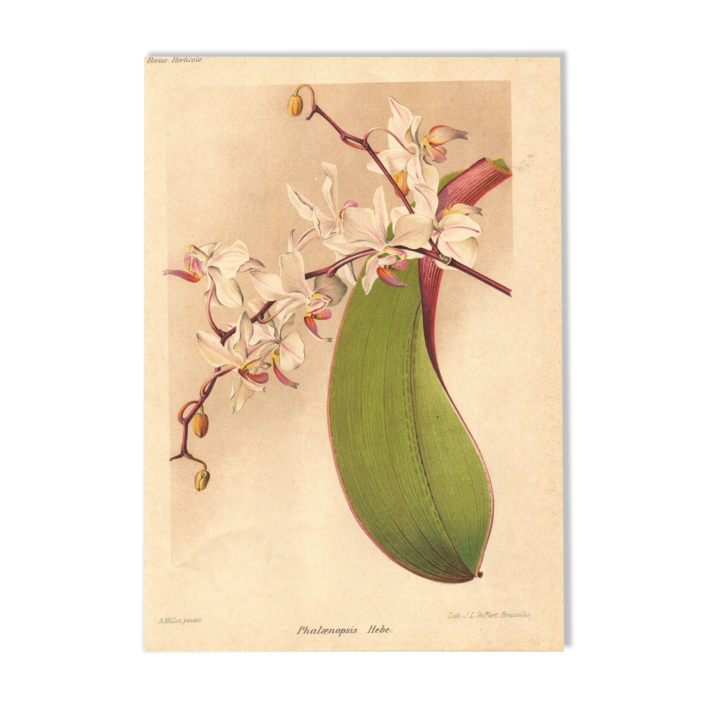 Botanical Engraving 1911 - Phalaenopsis Orchid by Millot - Vintage Flower