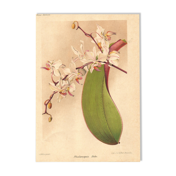 Gravure Botanique 1911 - Orchidée Phalaenopsis par Millot — Beyit