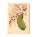 Botanical Engraving 1911 - Phalaenopsis Orchid by Millot - Vintage Flower
