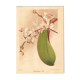 Botanical Engraving 1911 - Phalaenopsis Orchid by Millot - Vintage Flower