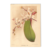 Botanical Engraving 1911 - Phalaenopsis Orchid by Millot - Vintage Flower