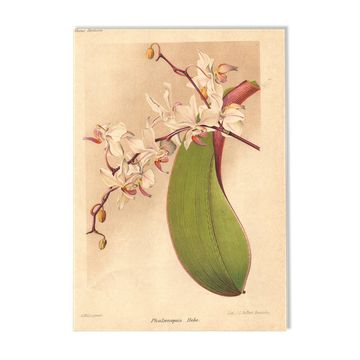 Gravure Botanique 1911 - Orchidée Phalaenopsis par Millot