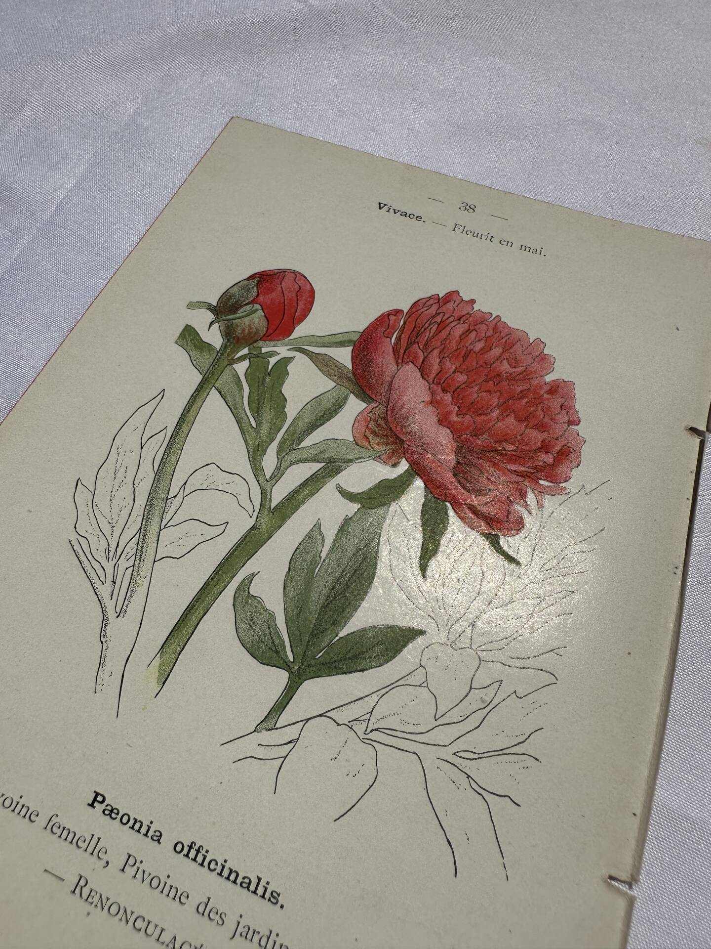 Gravure botanique originale  (1840-1880) double face  Superbe plan