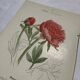Gravure botanique originale  (1840-1880) double face  Superbe plan
