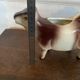 Milk jug - Cow motif - vintage ceramic