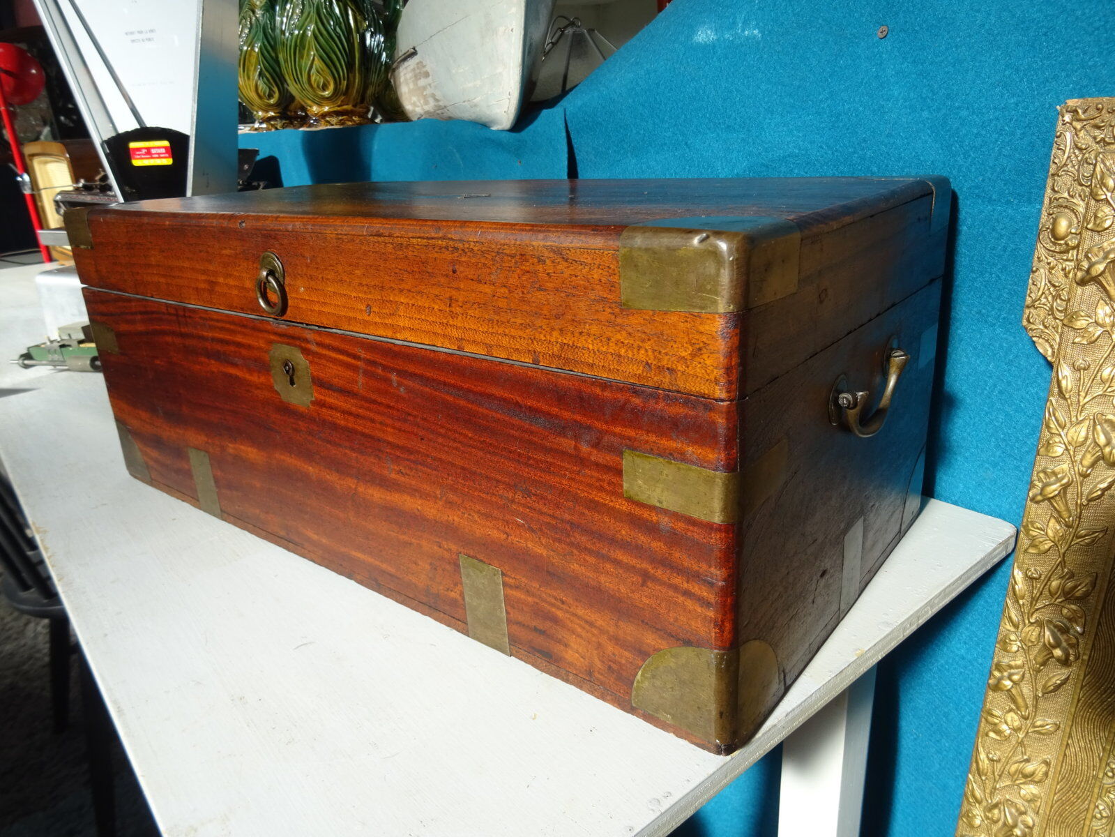 Old marine trunk in camphor tree