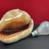 Shell: conch? reunion island - 18 x 12 x 12 cm