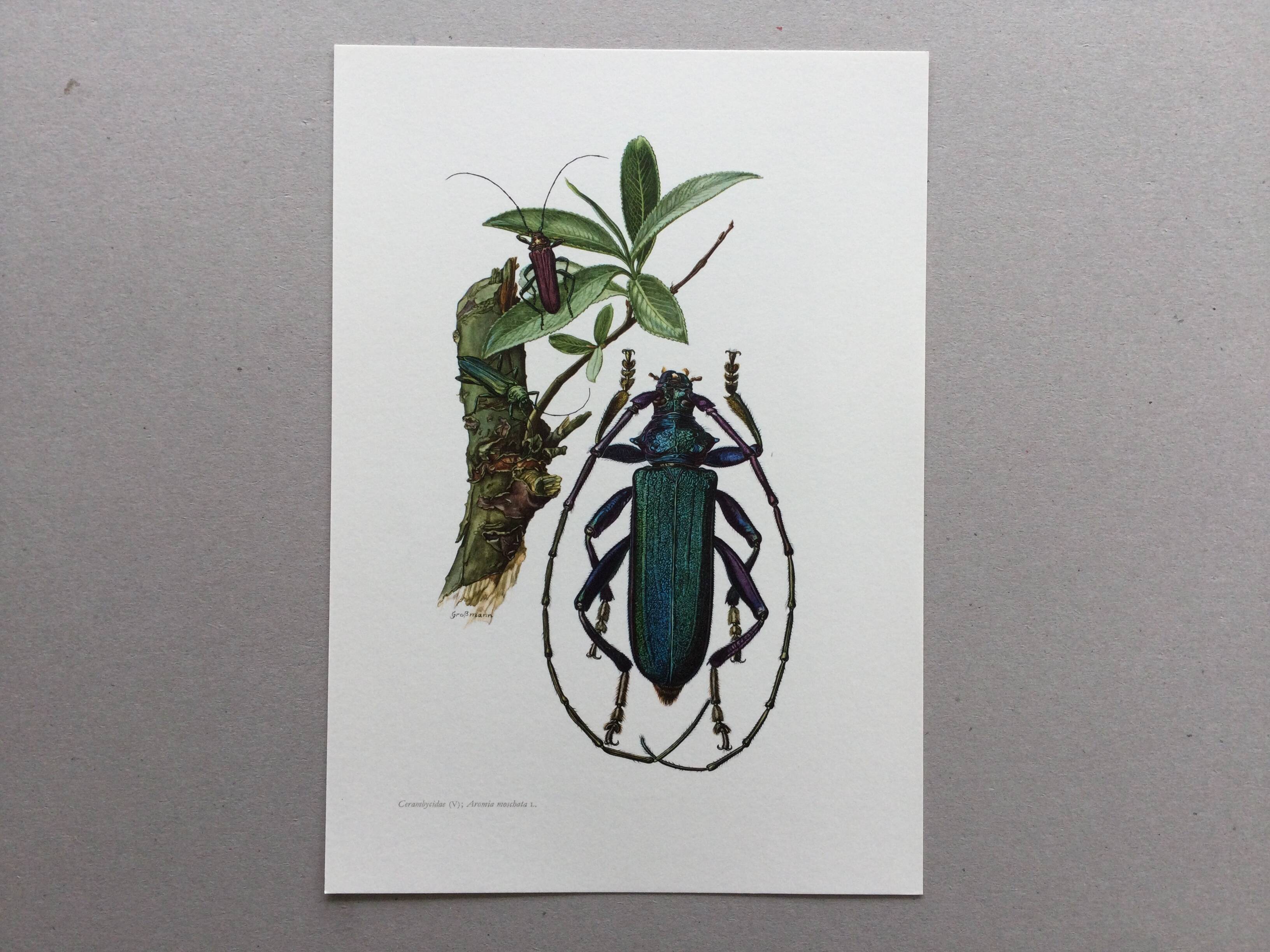 Antique illustration Insects Vintage print 60s